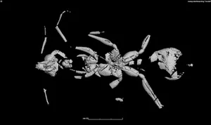 Discovery of the Oldest Prehistoric Hell Ant Species Ever Found - image 6