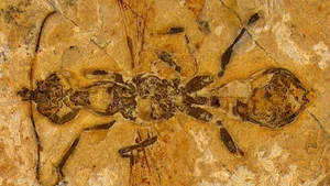 Discovery of the Oldest Prehistoric Hell Ant Species Ever Found - image 0