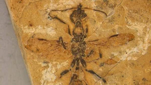 Discovery of the Oldest Prehistoric Hell Ant Species Ever Found - image 1