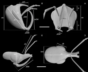 Discovery of the Oldest Prehistoric Hell Ant Species Ever Found - image 3