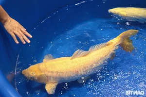Stunning Giant Koi Fish Showcased at Premier Beauty Competition Featuring 1-Meter Champions - image 7
