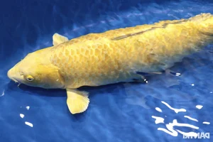 Stunning Giant Koi Fish Showcased at Premier Beauty Competition Featuring 1-Meter Champions - image 3