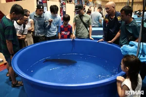 Stunning Giant Koi Fish Showcased at Premier Beauty Competition Featuring 1-Meter Champions - image 0