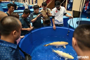 Stunning Giant Koi Fish Showcased at Premier Beauty Competition Featuring 1-Meter Champions - image 5