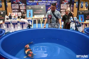 Stunning Giant Koi Fish Showcased at Premier Beauty Competition Featuring 1-Meter Champions - image 9