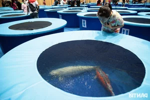 Stunning Giant Koi Fish Showcased at Premier Beauty Competition Featuring 1-Meter Champions - image 1
