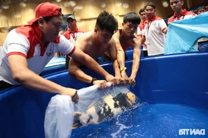 Stunning Giant Koi Fish Showcased at Premier Beauty Competition Featuring 1-Meter Champions - image 6
