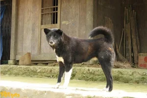 Discovering Vietnam's Four Great National Dog Breeds Through Iconic New Postage Stamps - image 0