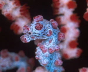Masters of Disguise: Fascinating Secrets of Ocean Camouflage Fish - image 8
