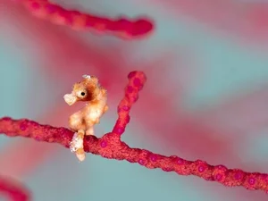 Masters of Disguise: Fascinating Secrets of Ocean Camouflage Fish - image 6