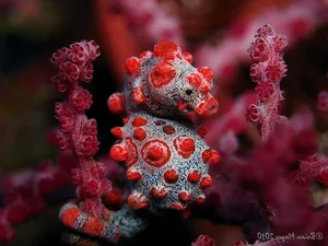 Masters of Disguise: Fascinating Secrets of Ocean Camouflage Fish - image 5