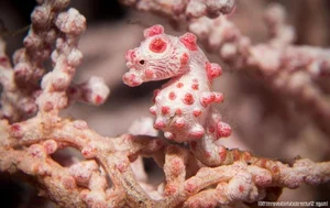 Masters of Disguise: Fascinating Secrets of Ocean Camouflage Fish - image 0