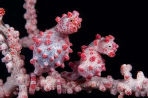 Masters of Disguise: Fascinating Secrets of Ocean Camouflage Fish - image 4