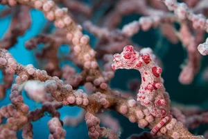 Masters of Disguise: Fascinating Secrets of Ocean Camouflage Fish - image 3