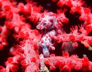 Masters of Disguise: Fascinating Secrets of Ocean Camouflage Fish - image 1