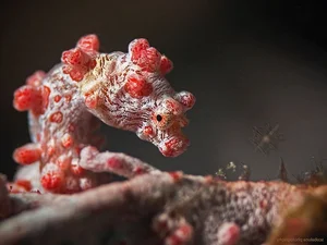 Masters of Disguise: Fascinating Secrets of Ocean Camouflage Fish - image 7