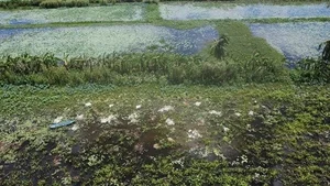 From Pig Feed to Premium Specialty: The Rise of Wild Vegetables in Vietnam’s Modern Cuisine - image 3