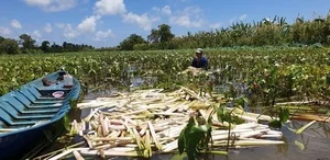 From Pig Feed to Premium Specialty: The Rise of Wild Vegetables in Vietnam’s Modern Cuisine - image 0
