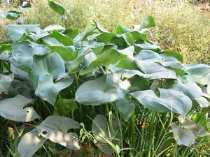 From Pig Feed to Premium Specialty: The Rise of Wild Vegetables in Vietnam’s Modern Cuisine - image 7