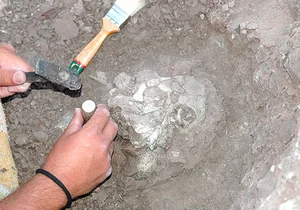 Revolutionary Fossil Discovery Challenges the Timeline of Human Evolution - image 1