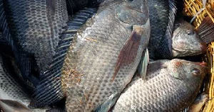 Vietnamese Tilapia Exported to Japan for the First Time for Sushi - image 5