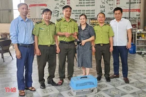 Rare Golden Turtle Discovered in Ha Tinh Home - image 4