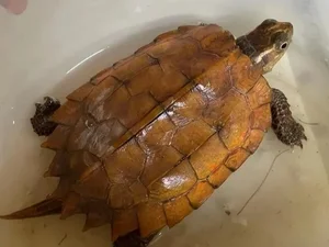 Rare Golden Turtle Discovered in Ha Tinh Home - image 1