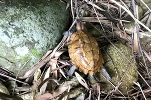 Rare Golden Turtle Discovered in Ha Tinh Home - image 2