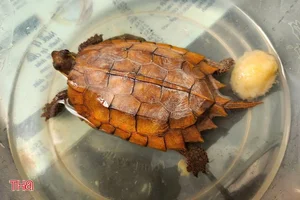 Rare Golden Turtle Discovered in Ha Tinh Home - image 5