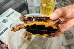 Rare Golden Turtle Discovered in Ha Tinh Home - image 0
