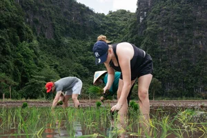 Western Tourists Experience Traditional Wet Rice Farming in Tam Coc - image 0