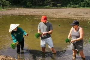Western Tourists Experience Traditional Wet Rice Farming in Tam Coc - image 6