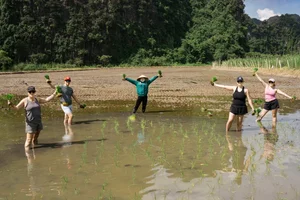 Western Tourists Experience Traditional Wet Rice Farming in Tam Coc - image 4