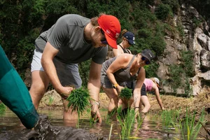 Western Tourists Experience Traditional Wet Rice Farming in Tam Coc - image 5