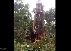 Shocking Discovery: Giant Creature Uncovered During Forest Clearing - image 1