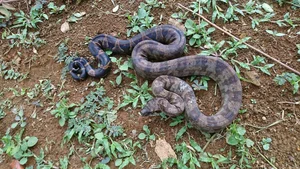 Shocking Discovery: Giant Creature Uncovered During Forest Clearing - image 3