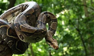Shocking Discovery: Giant Creature Uncovered During Forest Clearing - image 6