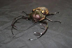 Rare Biodiversity Found: Camera Traps Reveal Hidden Wonders in Chu Mom Ray - image 0