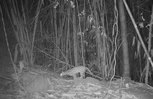 Rare Biodiversity Found: Camera Traps Reveal Hidden Wonders in Chu Mom Ray - image 6