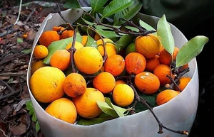 Why Wild Forest Fruits are Now More Expensive Than Imported Grapes - image 6