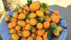 Why Wild Forest Fruits are Now More Expensive Than Imported Grapes - image 4