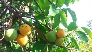 Why Wild Forest Fruits are Now More Expensive Than Imported Grapes - image 0
