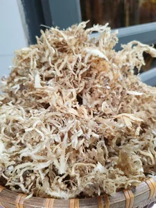 Rare Wild Vegetable Grown on Rocks Sold for 800,000 VND per Kilogram - image 5