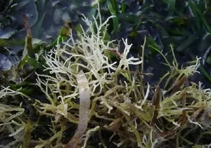 Rare Wild Vegetable Grown on Rocks Sold for 800,000 VND per Kilogram - image 9