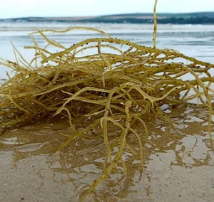 Rare Wild Vegetable Grown on Rocks Sold for 800,000 VND per Kilogram - image 6