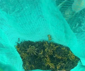Rare Wild Vegetable Grown on Rocks Sold for 800,000 VND per Kilogram - image 8