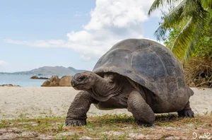 The Wonder of the World's Second Largest Coral Atoll: A Natural Paradise - image 8
