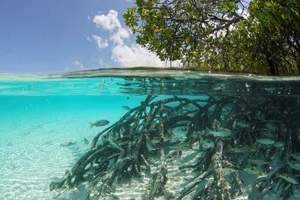 The Wonder of the World's Second Largest Coral Atoll: A Natural Paradise - image 3