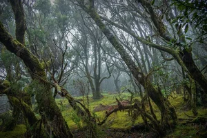 Exploring Spain's Ancient Fairytale Forest: A Journey Through Prehistoric Nature - image 3