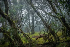Exploring Spain's Ancient Fairytale Forest: A Journey Through Prehistoric Nature - image 1
